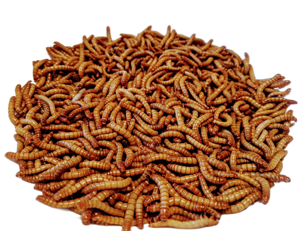 Mealworms
