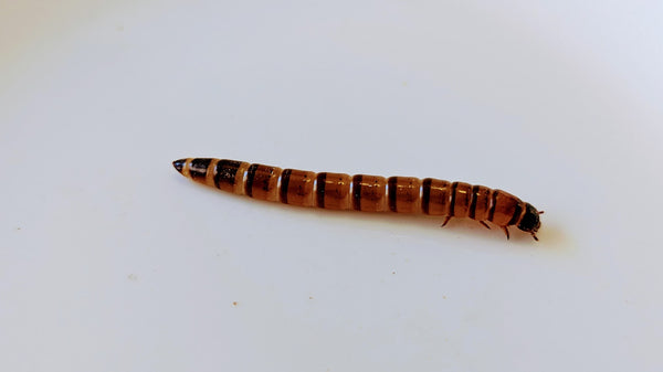 Superworms