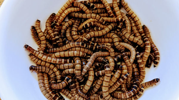 Superworms