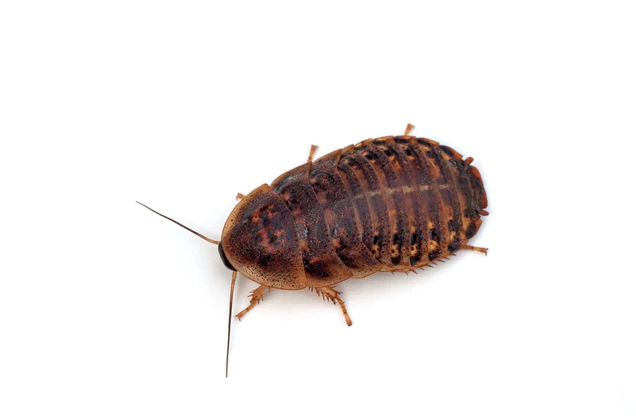 Medium dubia roach nymph on a white background