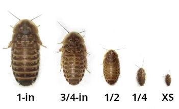 Dubia roach nymph size chart from extra small to extra large