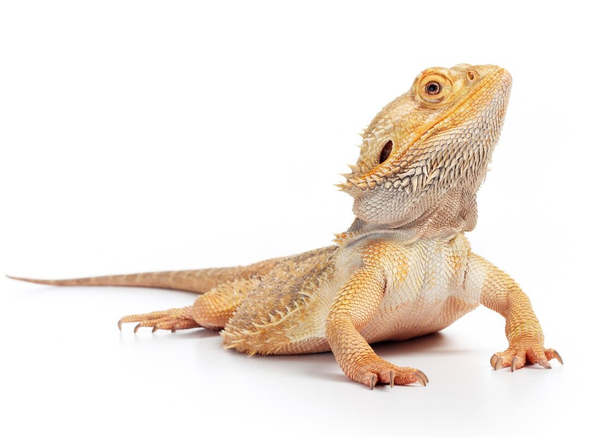 Dragones Barbudos