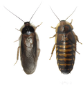 Dubia Roach Adults