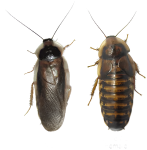 Dubia Roach Adults