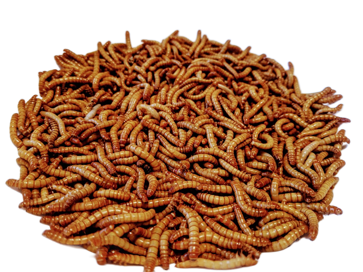 Mealworms
