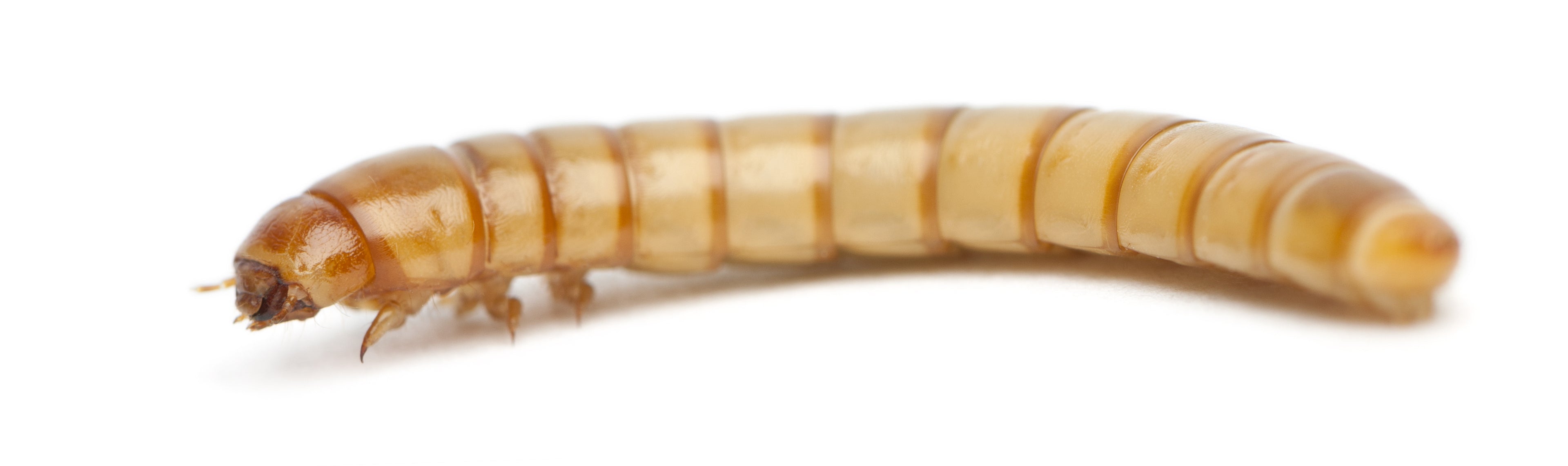 Mealworms