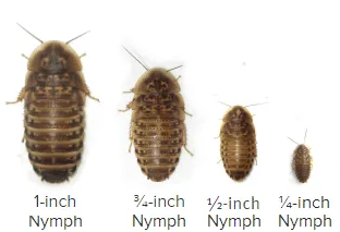 Dubia Roach Nymphs
