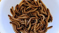 Superworms