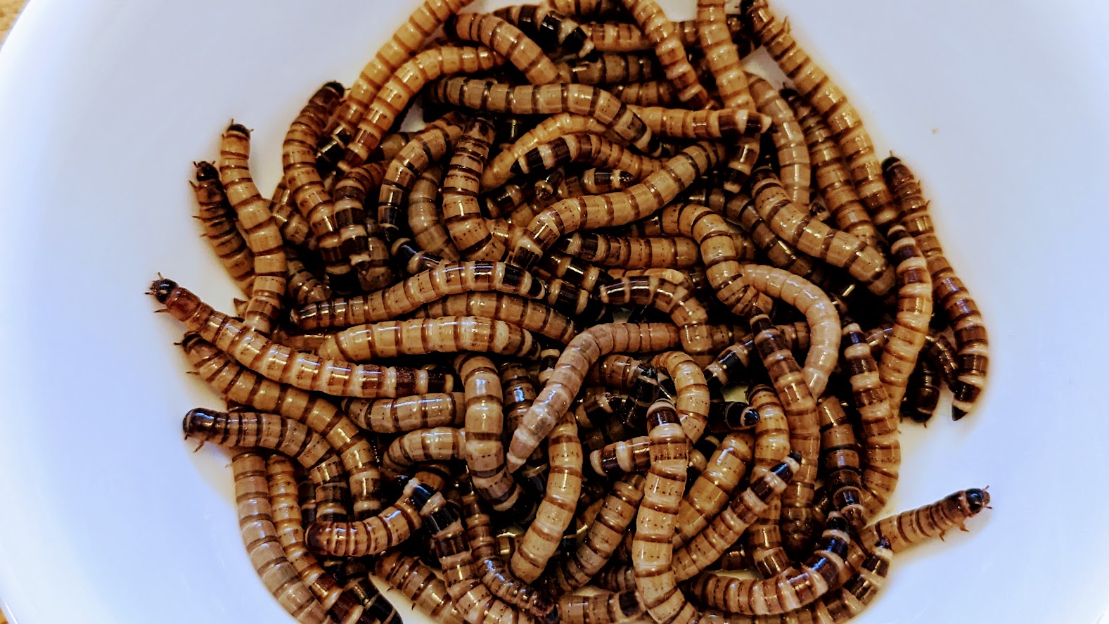 Superworms